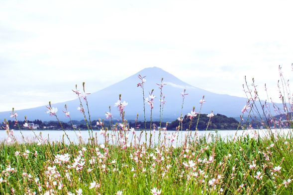 河口湖大石公園(停留1小時)