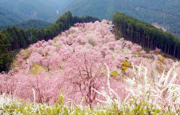 吉野山(停留約3小時,含午餐時間),本行程主要遊覽吉野山「下千本・中千本」區域。 4 月中旬以後屬於櫻花後段花期, 實際景觀可能呈現櫻吹雪、殘櫻或春季新綠, 實際開花狀況將依當日現場為準。