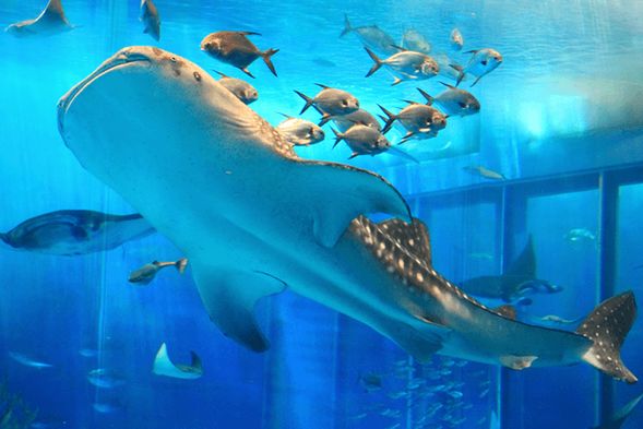 沖繩美之海水族館(約2小時30分自由活動,含午餐時間,費用自理)
海豚劇場開始時間為11:30、13:00,請自行選擇合適時間參加