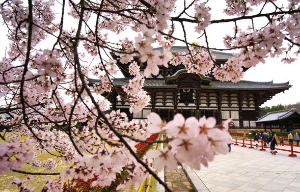 奈良公園(停留約 90 分鐘)
以公園散步與鹿群互動為主。如欲進入東大寺大殿,請自行評估時間並準時集合;若現場排隊時間較長,建議以園區自由活動為主。