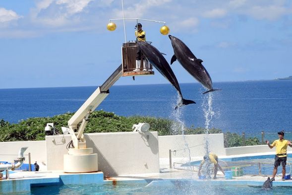 海豚劇場(免費),表演時間13:00,時長約20分鐘,請自行前往觀看。