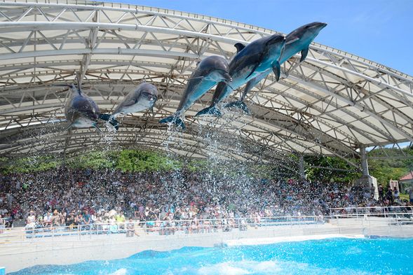 抵達美之海水族館(約150分鐘自由活動,含午餐時間,費用自理)
贈送水族館門票,海豚劇場于11:30或13:00举行,可自行觀看