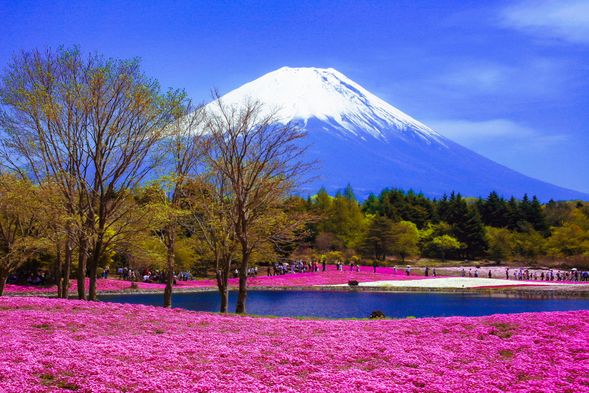 本栖湖度假村(停留1小時)*富士山春季限定景觀:約50萬株芝櫻同時綻放,2026年花期預計4月11日~5月24日。