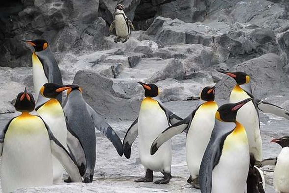 旭川動物園(停留100分鐘)