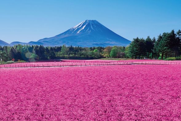 本栖湖·富士山芝樱度假村:日本首都圈最大規模芝樱祭,約50萬株芝樱猶如粉色的地毯盛放在富士山下。鮮艷的色彩贴缀了富士山的春日風光。(停留90分鐘)