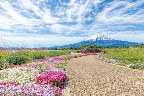 河口湖大石公園:欣赏全長350米的花街。開滿芝樱花像是鋪滿了鮮豔的粉紅色地毯。同時,油菜花也在爭豔。(停留70分鐘)