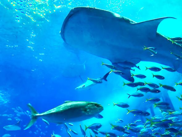 水族馆,黑潮之海寬闊的觀景窗令來自世界各國的遊客感動不已。