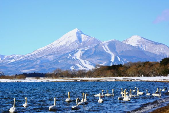 山中湖白鳥之濱(停留40分鐘)