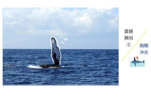 鯨魚滿分動作解析(2)