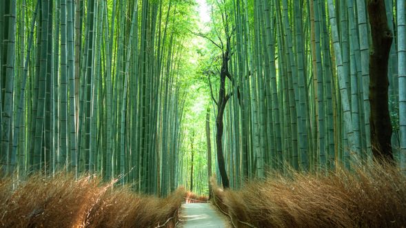 嵐山竹林位于日本京都,以其密集、高耸的竹子和幽静的步道而闻名,为游客提供了一个如梦如幻的漫步体验。