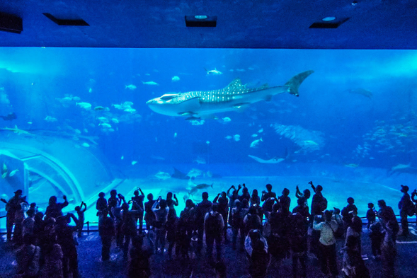 ③美麗海水族館(可自費或選購含門票方案)