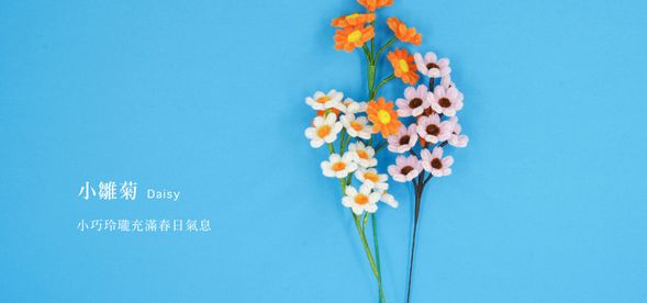 🔹小雛菊