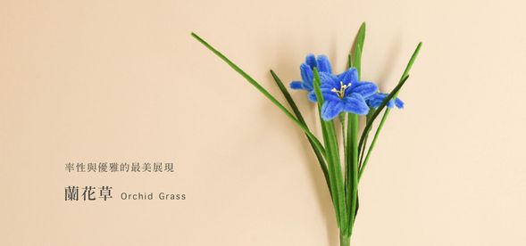 🔹蘭花草
