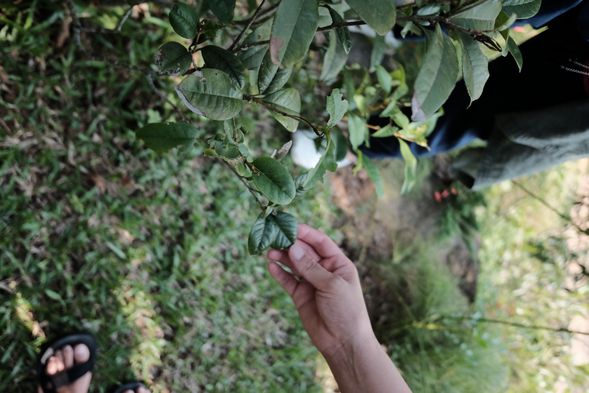 走進山林採集四季植物素材,觀察自然的光影與紋理。