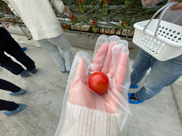 トマト収穫体験!