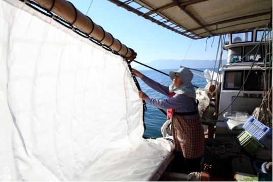 うたせ船の帆を上げる様子(天候により見れない場合もございます)