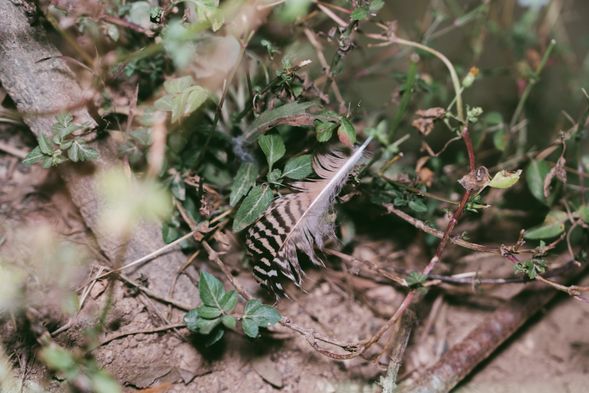 遺落的孔雀羽毛
