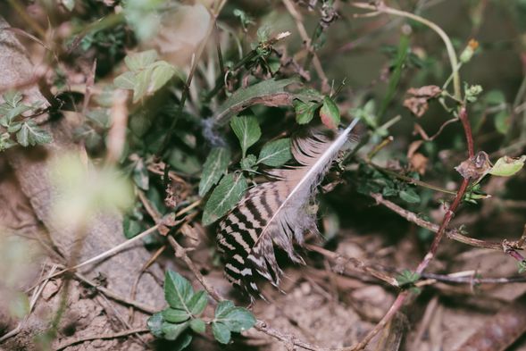 證據一:孔雀的羽毛