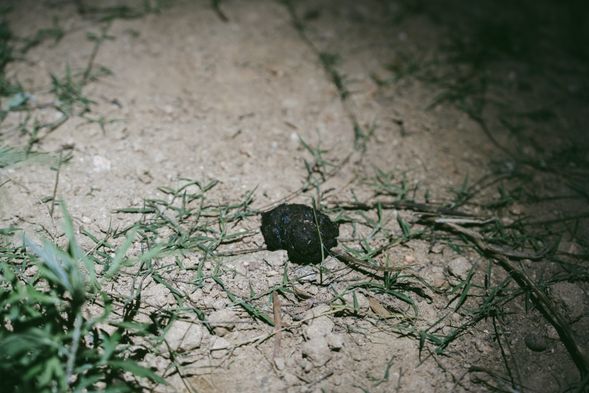 孔雀排遺是重要線索