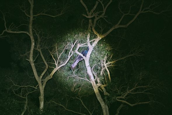 躲藏在樹梢歇息的孔雀