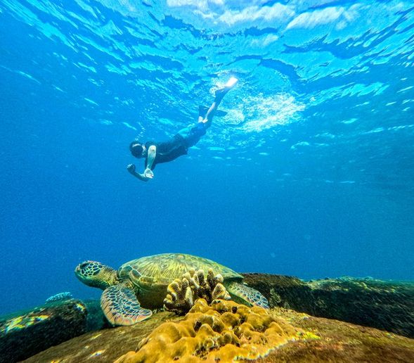 與海裡的可愛生物來張合影吧~