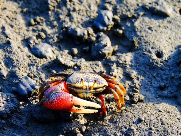 高美濕地招潮蟹