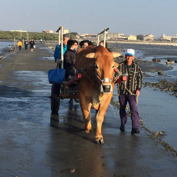 海牛車趕海體驗