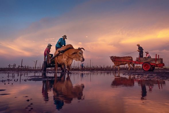 海牛車體驗,此體驗須配合潮汐時間,行程時間需2-3小時。《此為10小時行程的活動》