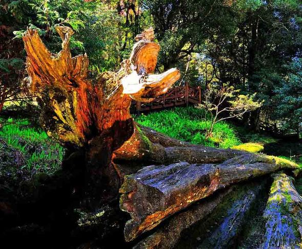 阿里山神木遺跡