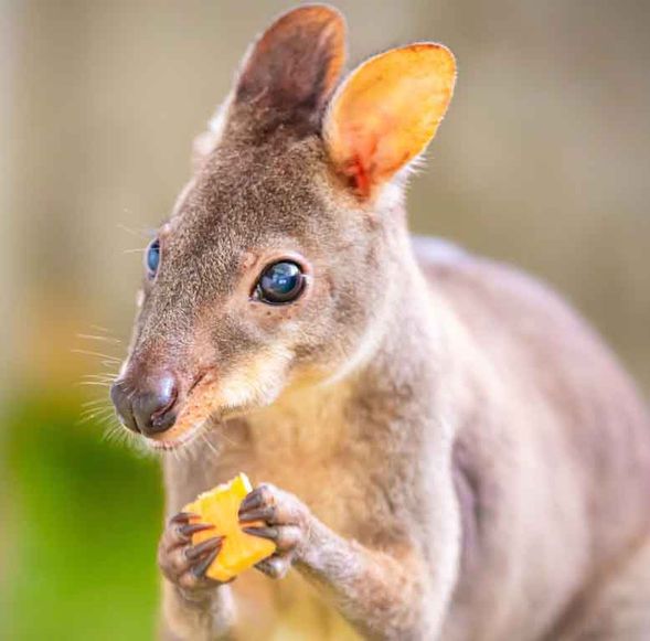 九九峰動物樂園