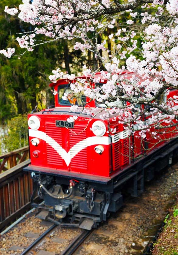 阿里山櫻花小火車