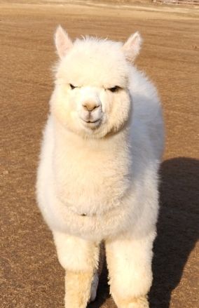 呆萌可爱的小家伙带你回到童心世界。