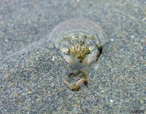 夜觀浪花蟹・生態導覽