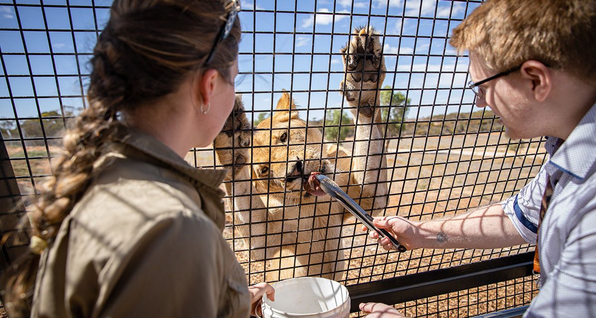 狮子360+喂食体验 儿童(10-15岁)