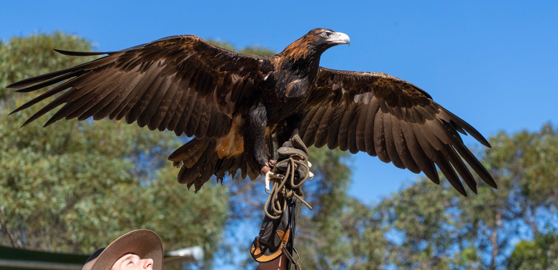 补差升级野生动物园和飞禽猎鸟秀都参加/儿童(3-16岁)/需提前预订