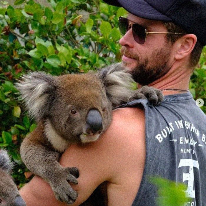 袋鼠岛野生动物园抱考拉/需提前预订