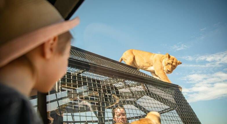 狮子360体验 成人