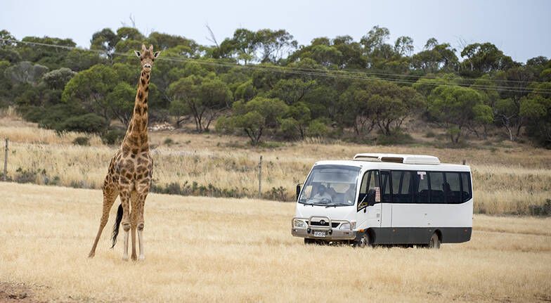 莫纳托野生动物园 大人