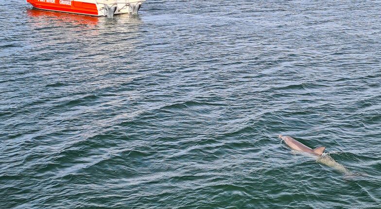 1.5小时沉船湾海豚寻觅之旅 /儿童(3-12岁)需提前预订