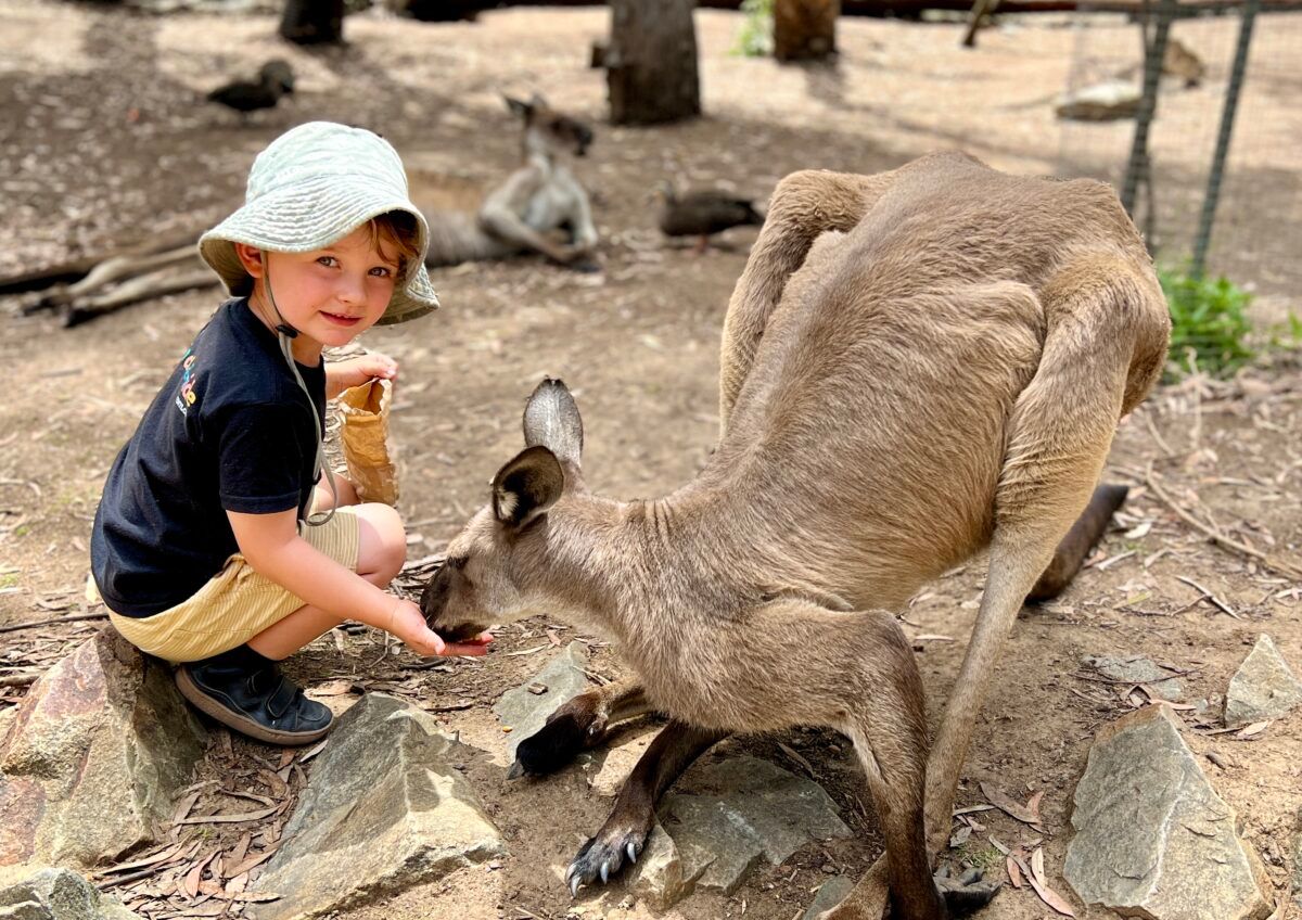 峡谷动物园/儿童(3-15岁)需提前预订