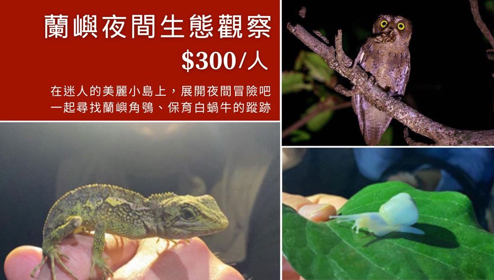 蘭嶼|夜間生態觀察