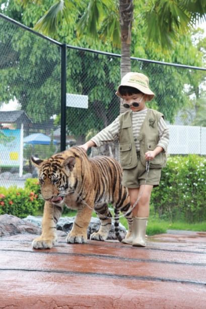 Walk with tiger/lion