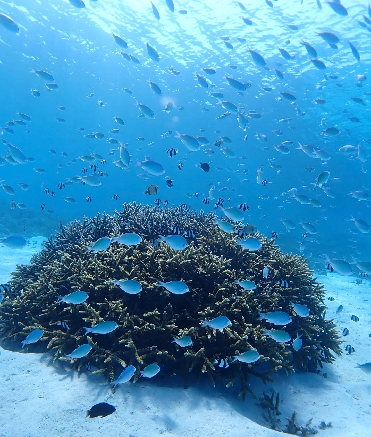ボートダイブに変更