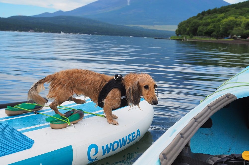 SUPワンちゃん参加(1匹)