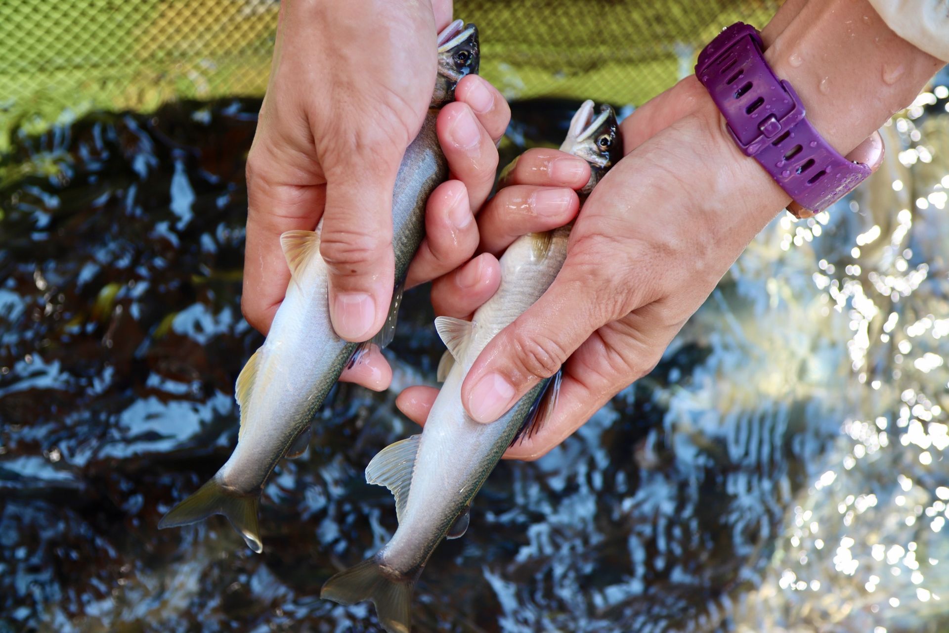 ★玩咖專屬加購優惠★宜蘭冬山柯林漁廠【公香魚禮盒2斤裝】