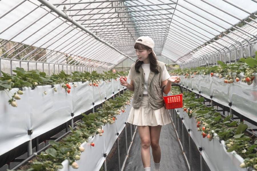 清香休閒農場。採草莓體驗