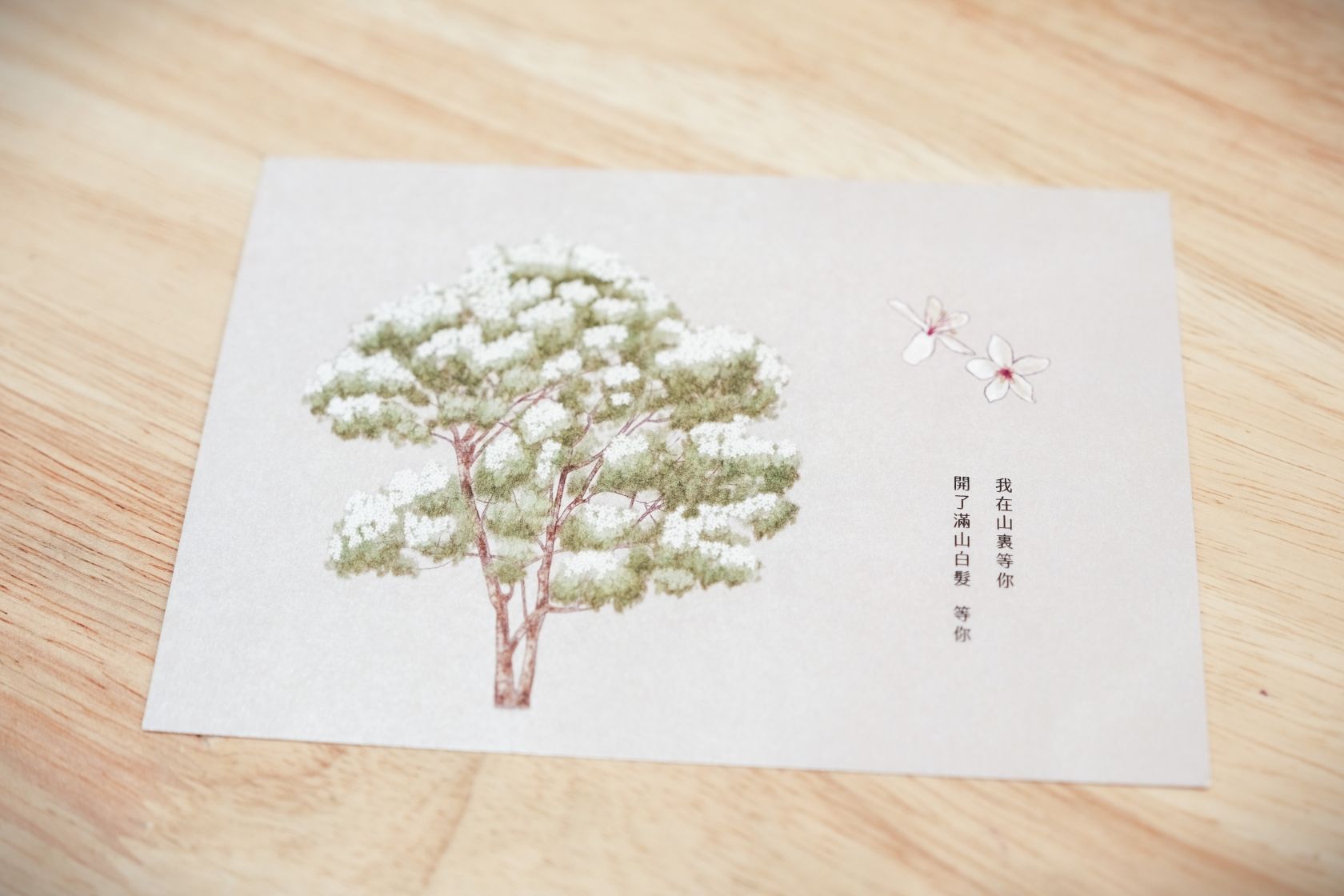 🌳 植物明信片 3種( 桐花 + 樟樹 + 漆樹 )