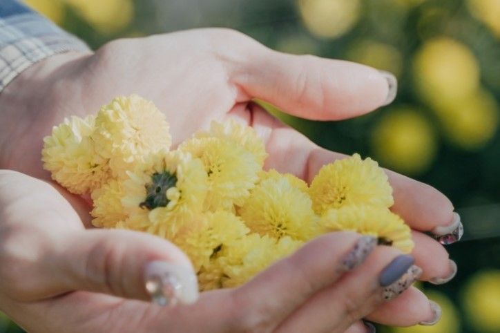 🏵️ 里山友善杭菊花(乾燥花茶 40克) - 採用非農藥防治法