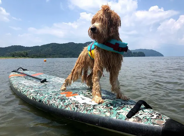 ワンちゃん追加代金/匹