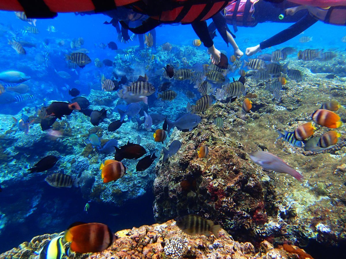 綠島→體驗浮潛